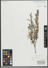Foto von Salix repens subsp. rosmarinifolia (L.) Andersson